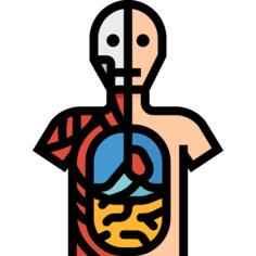 Anatomy