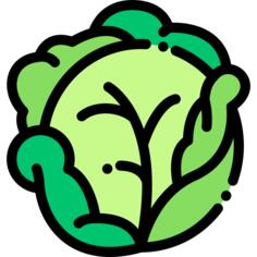 Cabbage