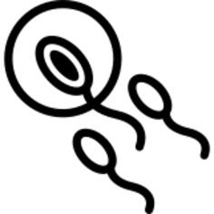 Sperm entering to an ovule