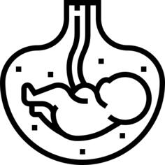 Fetus