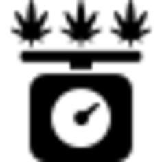 Weighing the marijuana