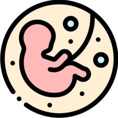 Fetus