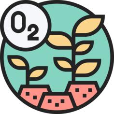 Photosynthesis