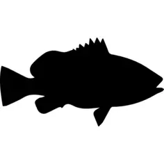 Fish shape of Nassau grouper