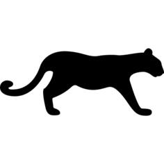 Cougar