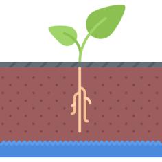 Sprout
