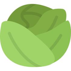 Cabbage