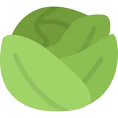 Cabbage