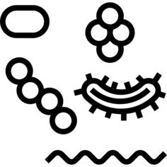 Bacteria