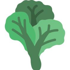 Cabbage