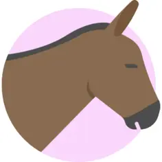 Donkey