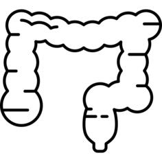 Large Intestine