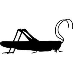 Grasshopper insect side view shape