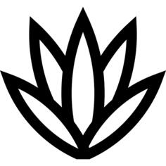 Agave