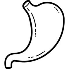 Stomach