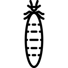 Termite