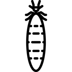 Termite
