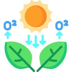 Photosynthesis