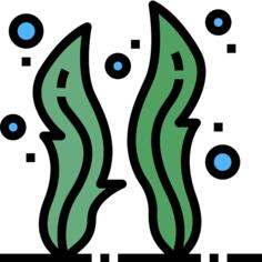Seaweed