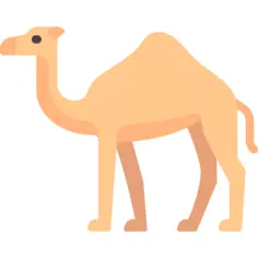 Camel