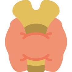 Thyroid gland