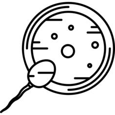 Fertilization