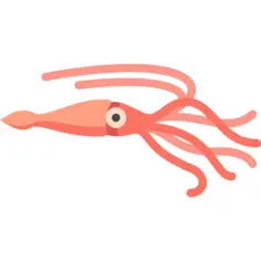 Squid