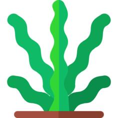 Seaweed