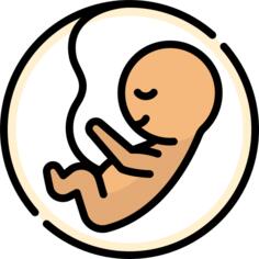 Embryo