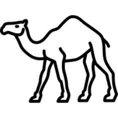 Camel walking