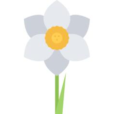 Narcissus