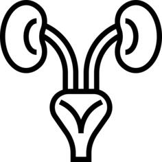 Kidneys
