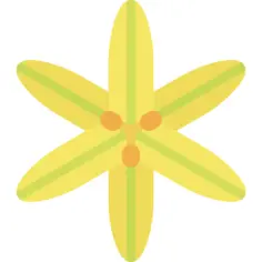 Sisyrinchium