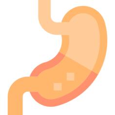 Stomach