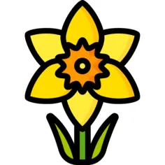 Daffodil