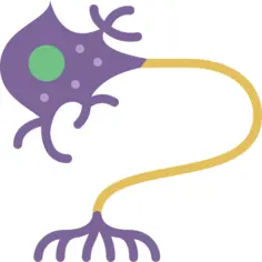 Neuron