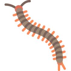 Centipede