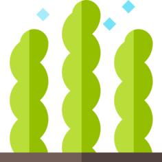 Seaweed