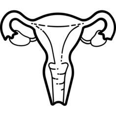 Uterus