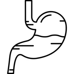 Stomach with Liquids