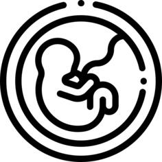 Fetus