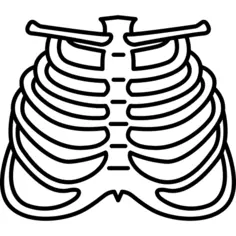 Human Ribs