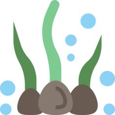 Alga