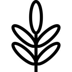 Acacia