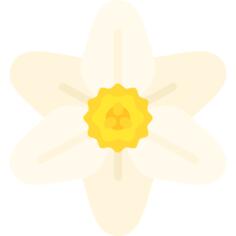 Narcissus