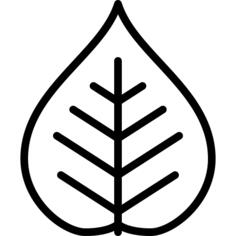 Poplar