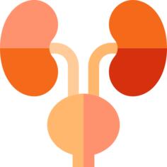 Kidneys