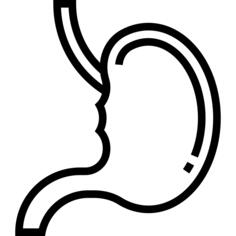 Stomach