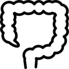Large intestine outline