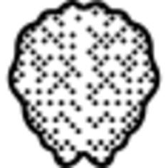 Brain